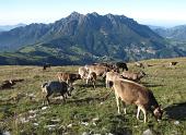 04 Loro, ...di casa in Alpe Arera